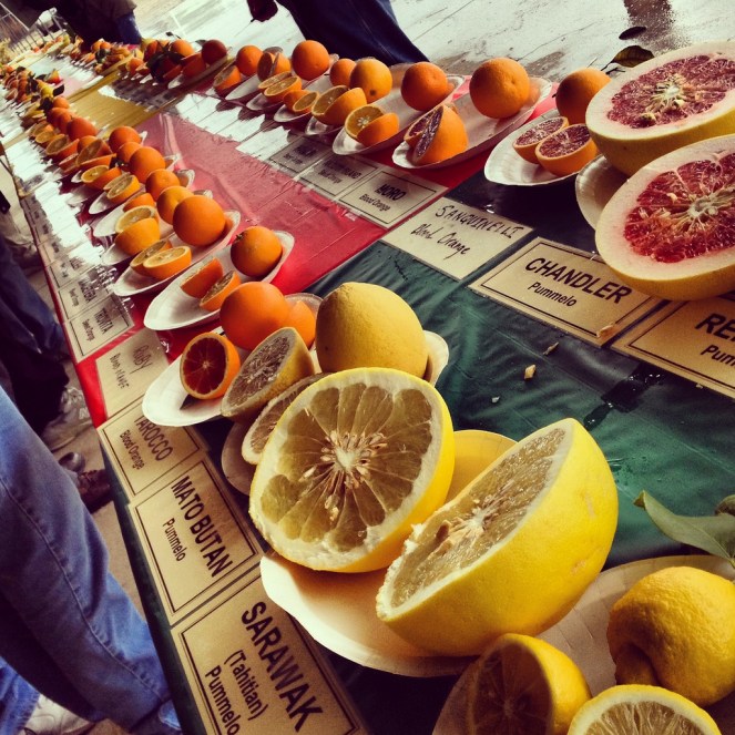 Leslie Seaton citrus