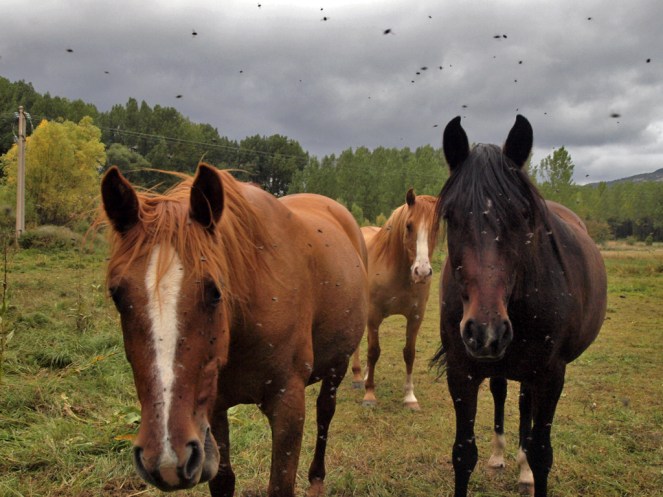 10106250405_79e0418c56_b