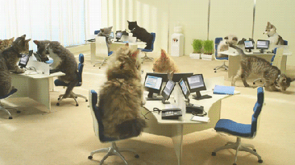 helpdesk cats