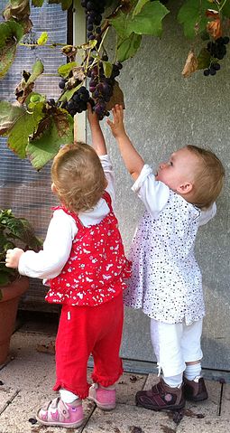 Low_hanging_fruit_(grapes)